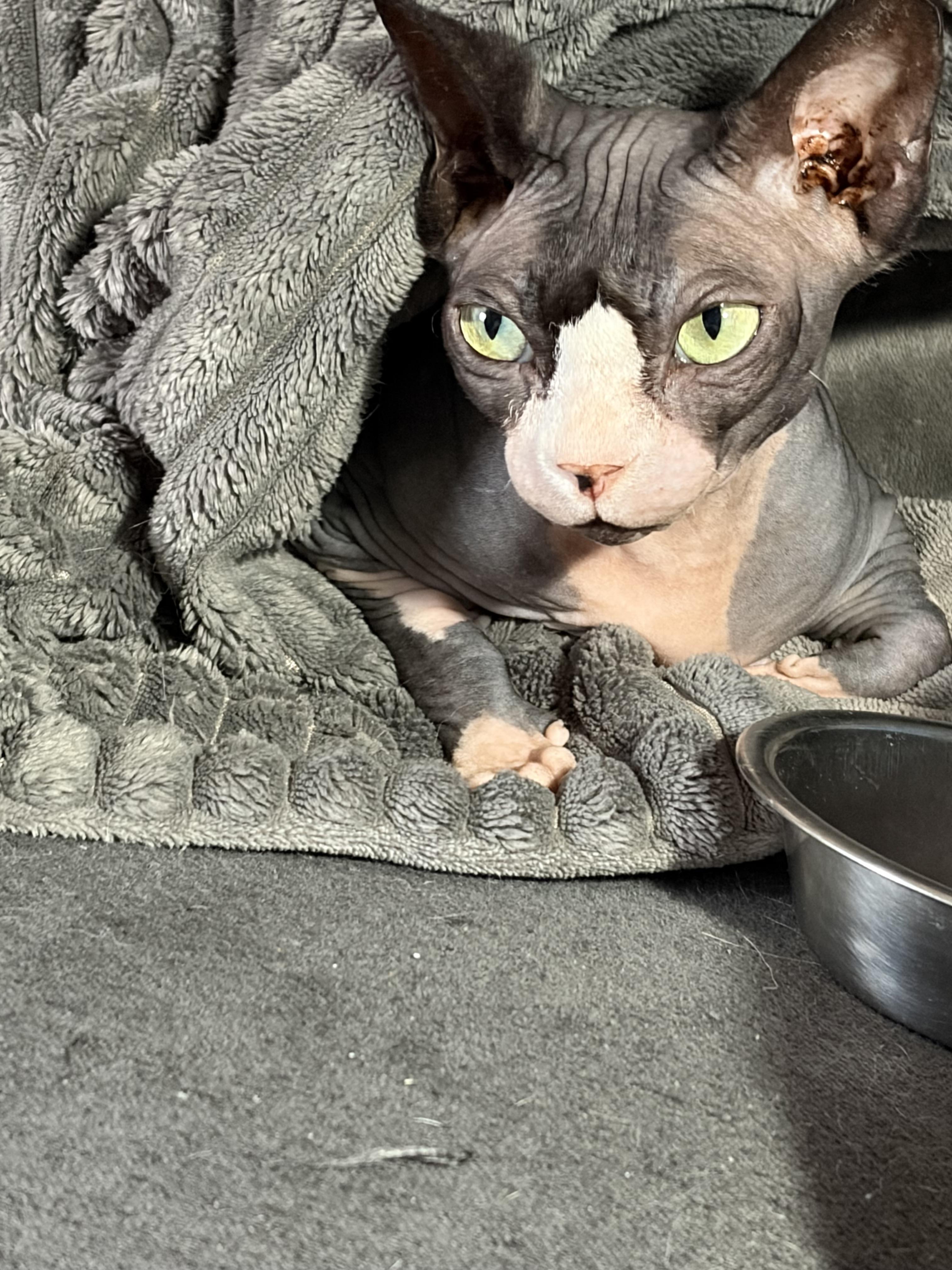 Enlarge Simone, a ADOPTABLE Sphynx / Hairless Cat in Saint-Robert, QC image 2/3