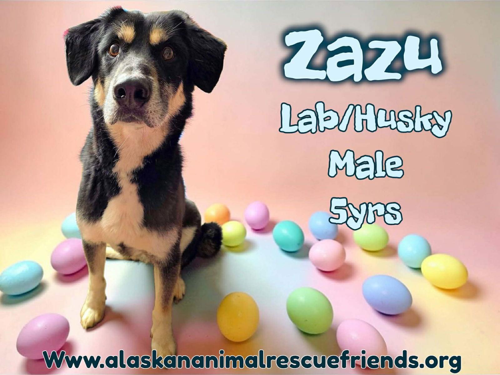 Enlarge Zazu, a Adoptable mixed breed in Anchorage, AK image 1/1