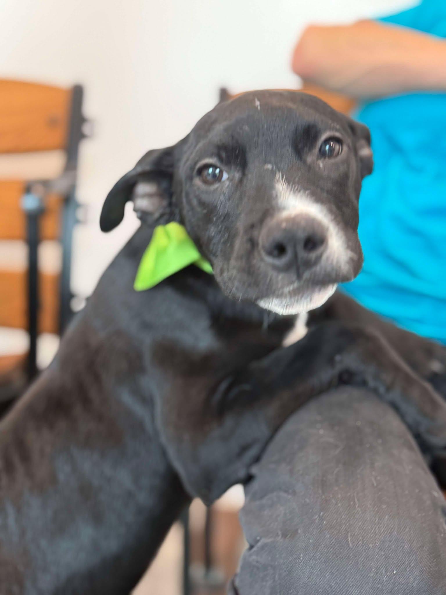 Enlarge Nick, a Adopted mixed breed in Palm Bay, FL image 5/5