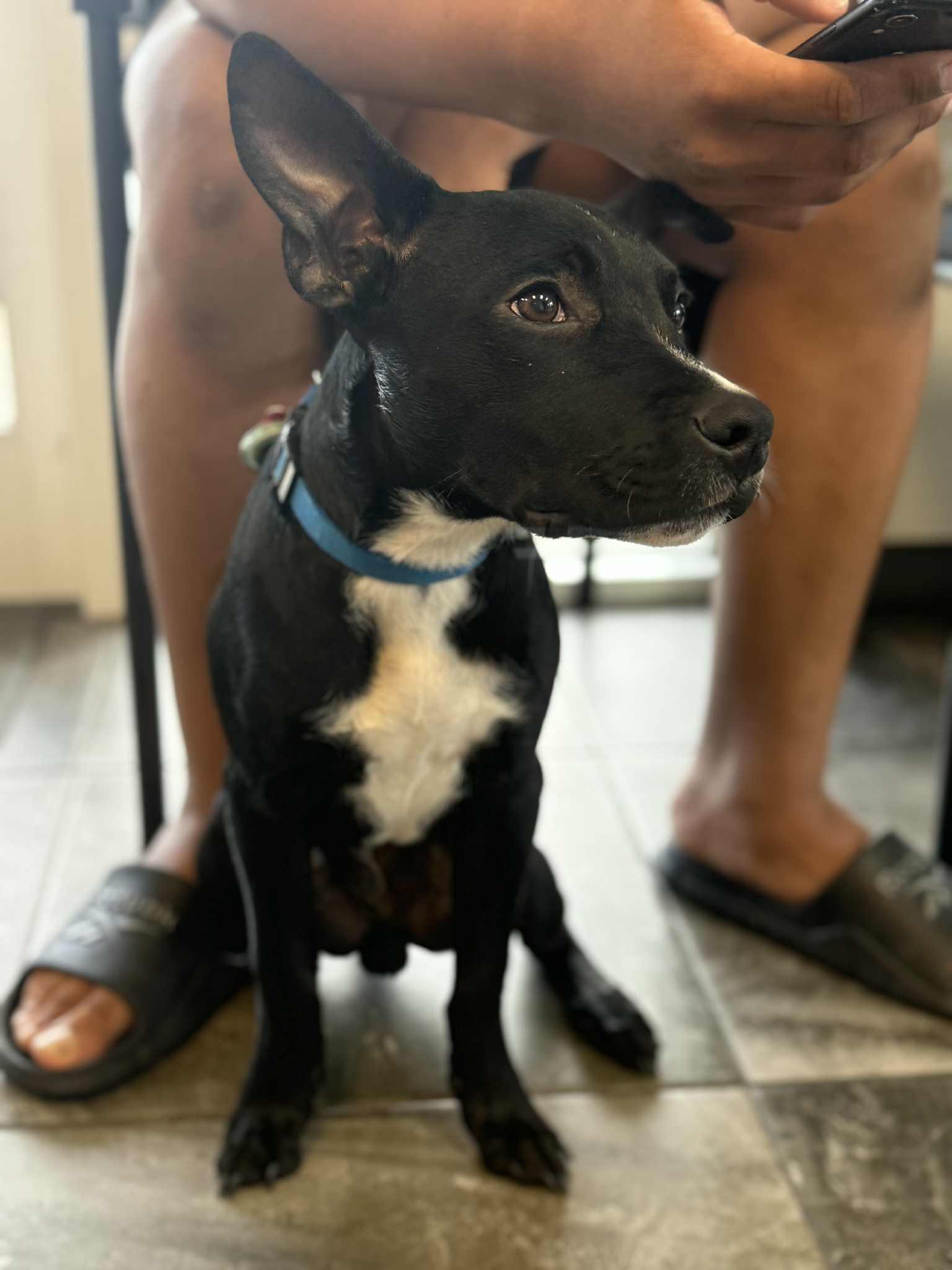 Enlarge Nick, a Adopted mixed breed in Palm Bay, FL image 3/5