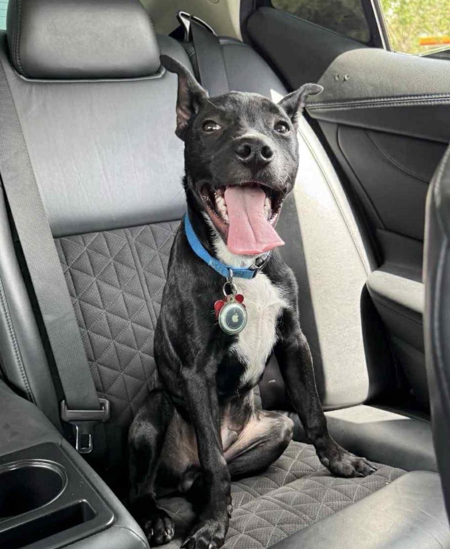 Nick, Adopted, Young Male Australian Cattle Dog / Blue Heeler.