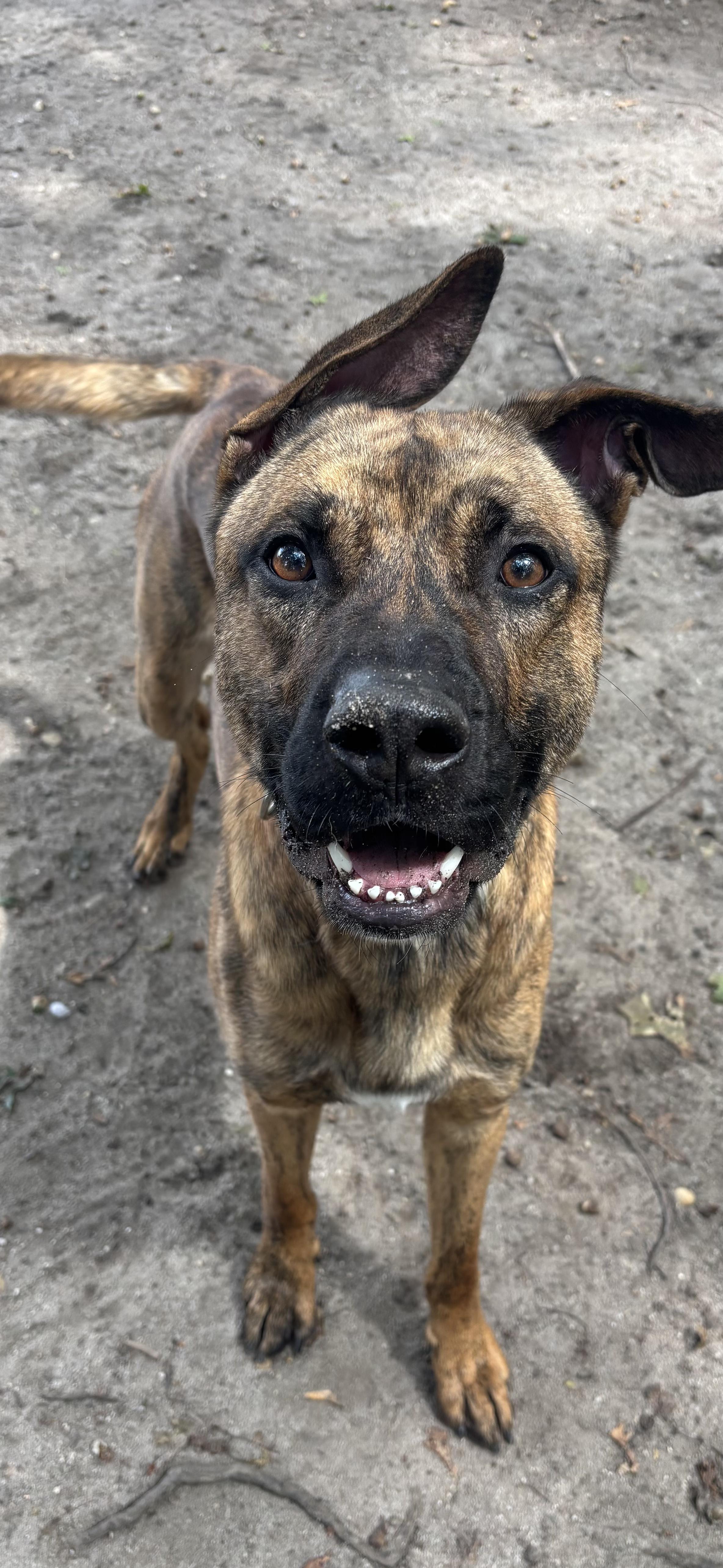 Enlarge Scooby, a Adoptable Mixed Breed in Brookhaven, NY image 1/4