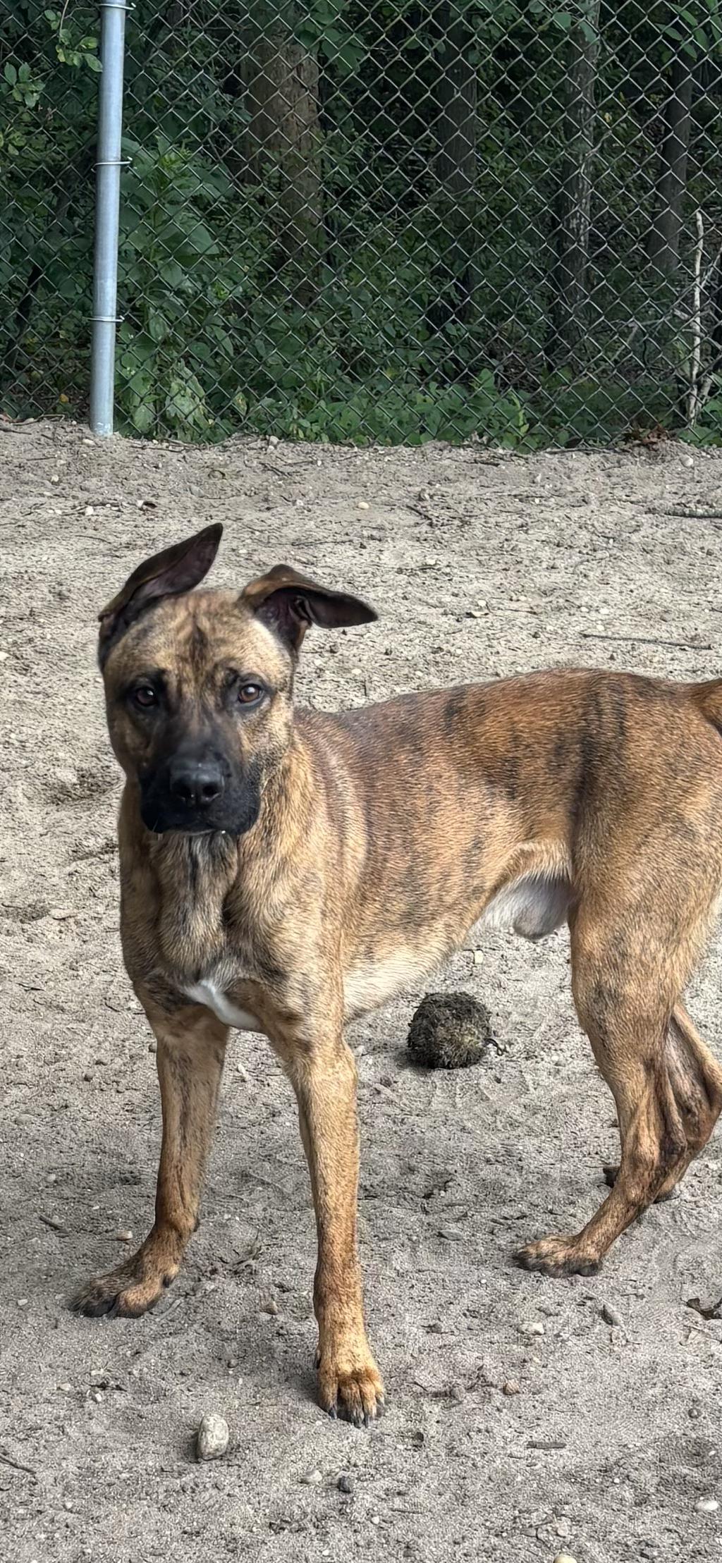 Enlarge Scooby, a Adoptable Mixed Breed in Brookhaven, NY image 3/4