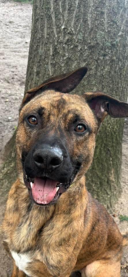 Enlarge Scooby, a Adoptable Mixed Breed in Brookhaven, NY image 4/4