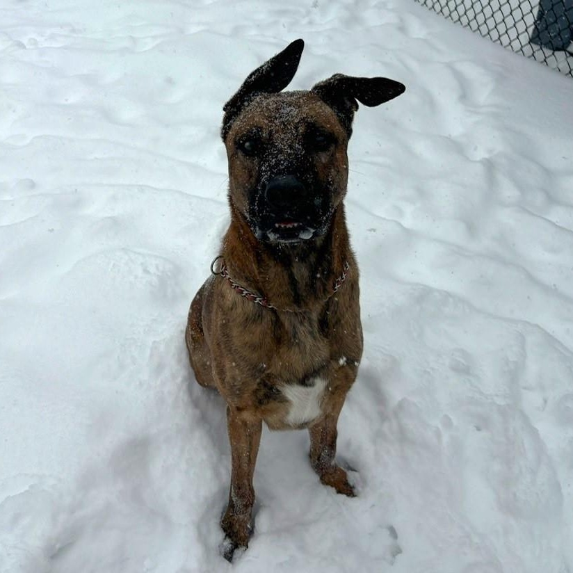 Scooby, Adoptable, Young Male Mixed Breed.