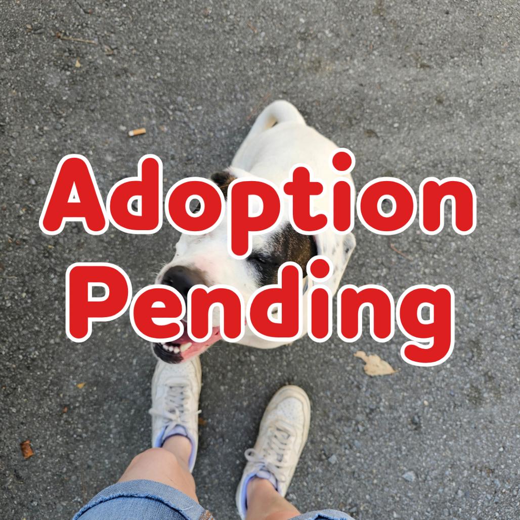 Roo V 26-083, Adoptable, Adult Female Hound & Mixed Breed.