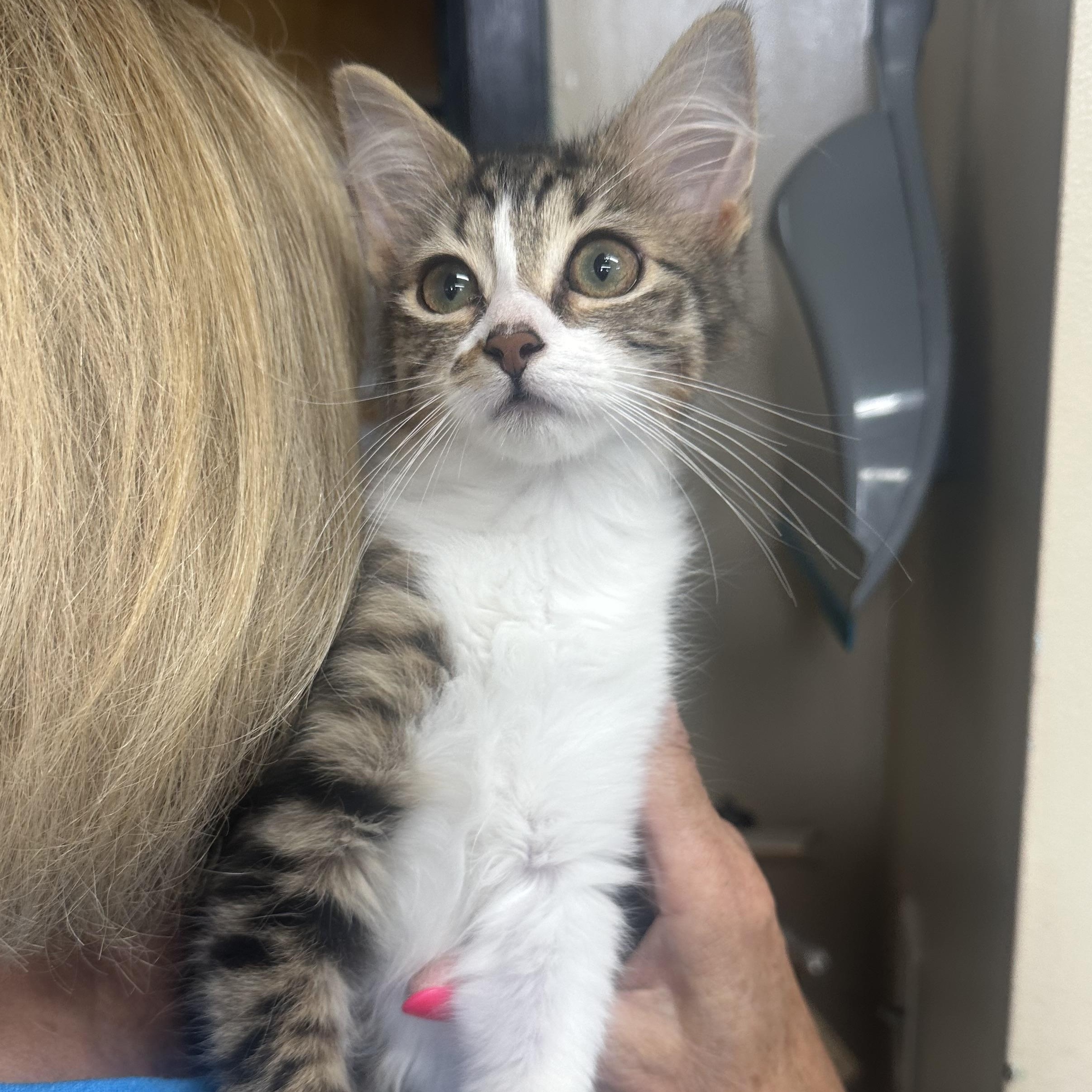 Audi Sweet Single Kitten Good with Other Cats