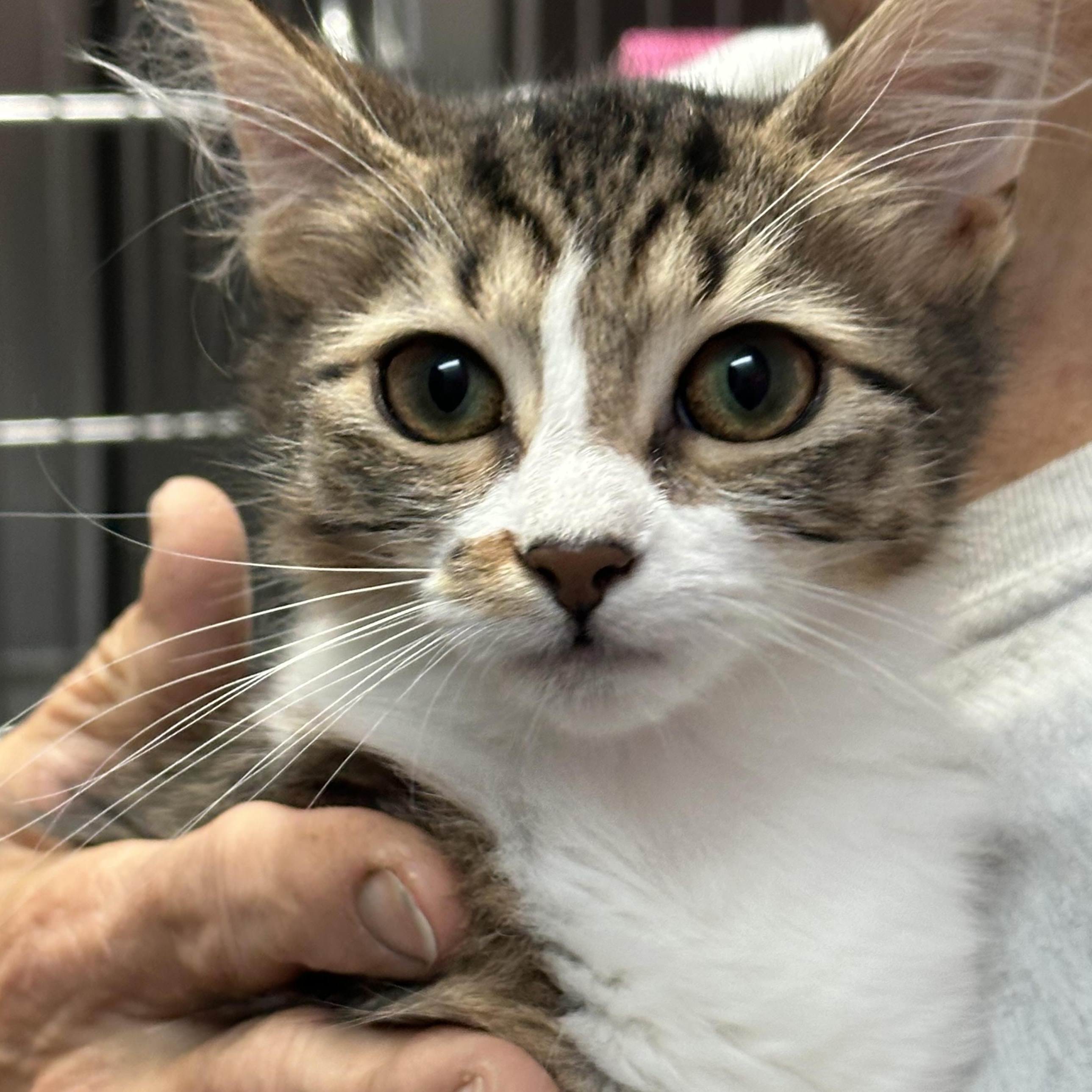 Audi Sweet Single Kitten Good with Other Cats