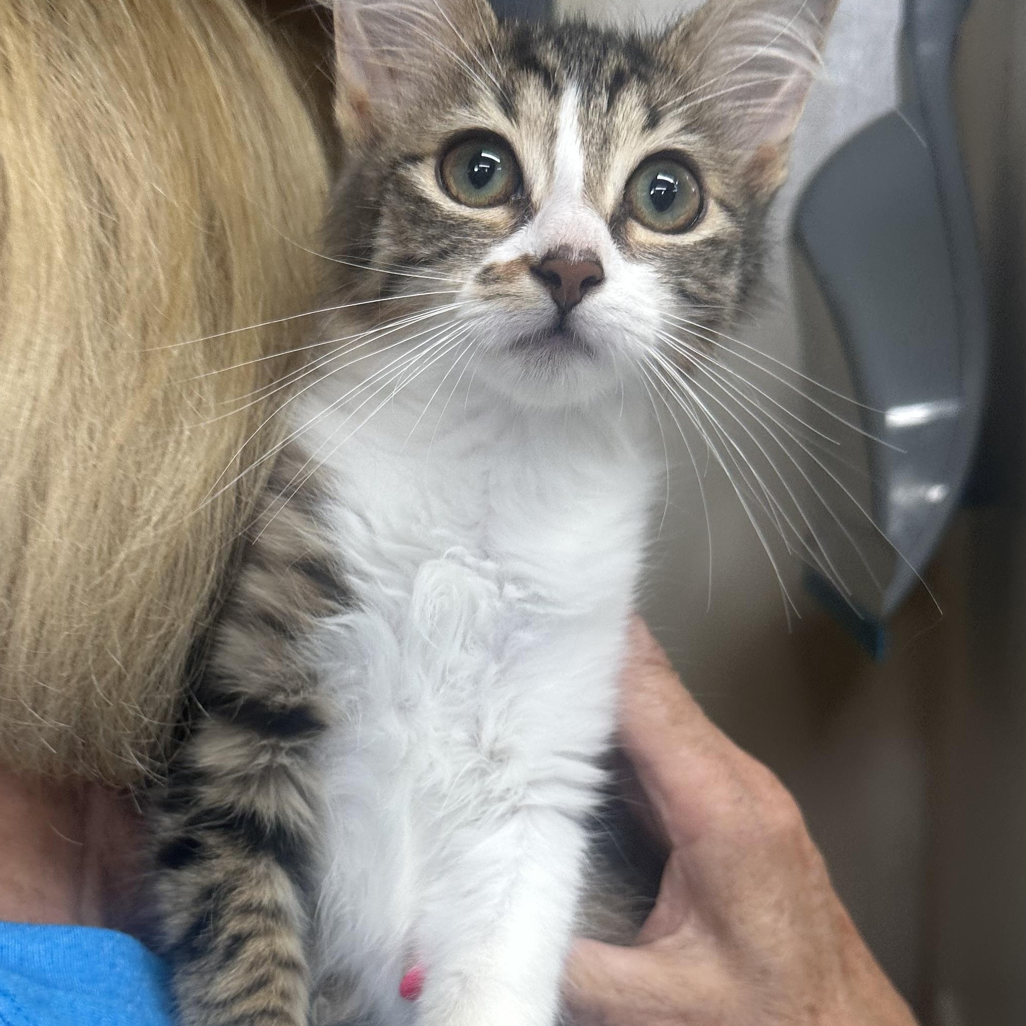 Audi Sweet Single Kitten Good with Other Cats