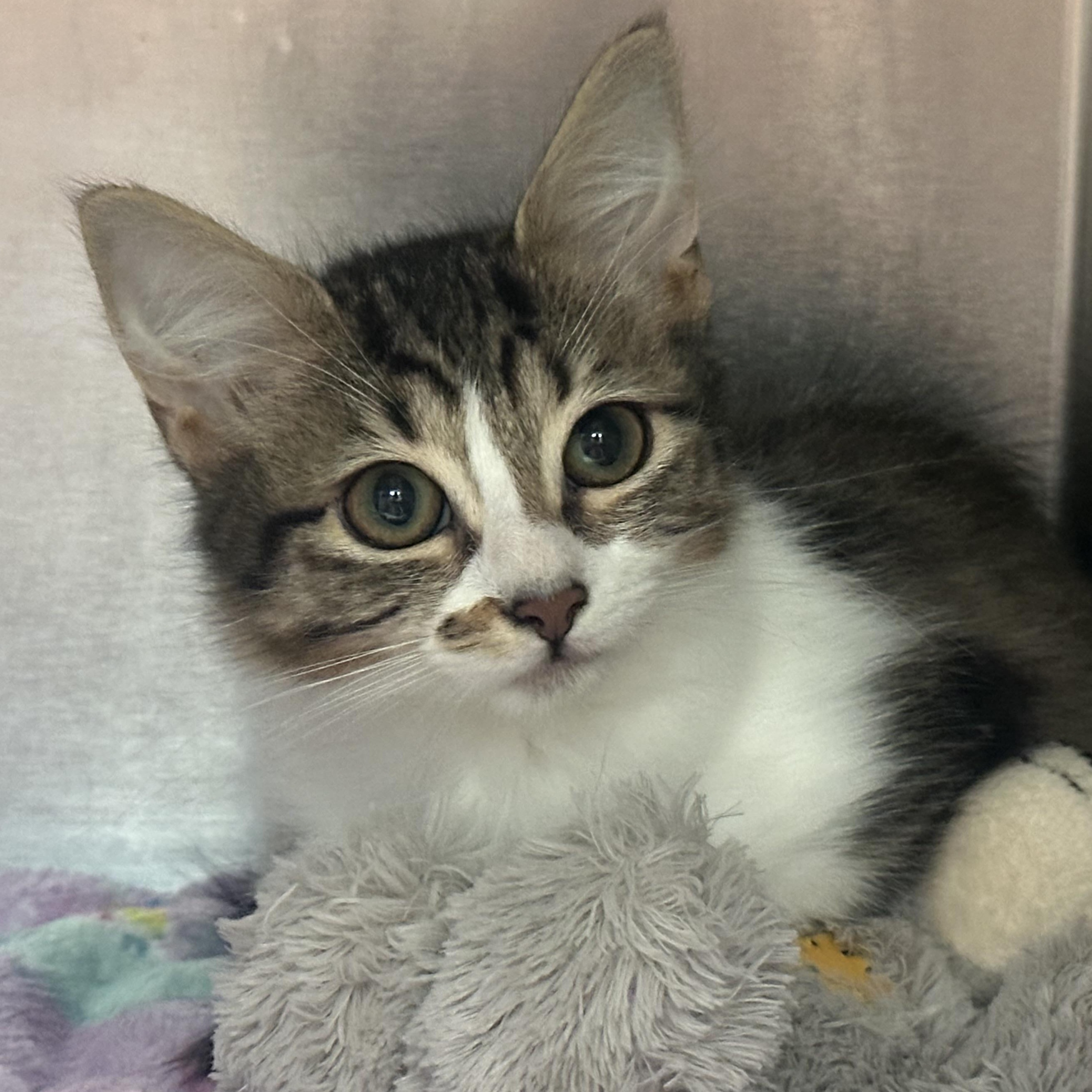 Audi Sweet Single Kitten Good with Other Cats