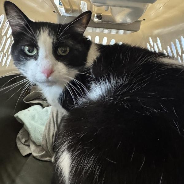 Ace -- Bonded Buddy With Binky, a Adoptable mixed breed in Des Moines, IA image 2/2