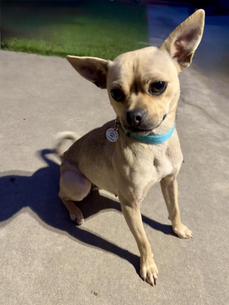 Sassy, Adoptable, Adult Female Mixed Breed.