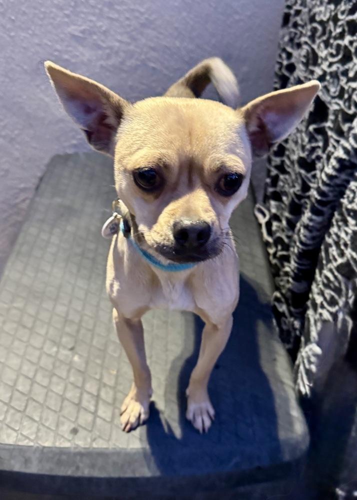 Sassy, a Adoptable mixed breed in San Diego, CA image 2/6