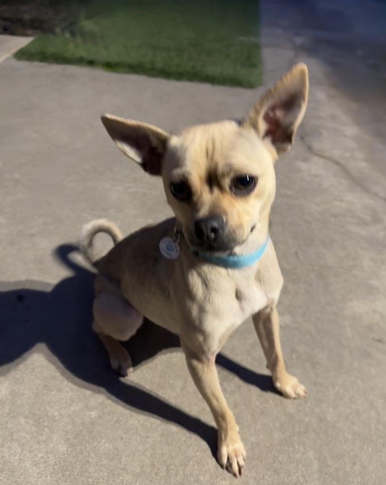 Sassy, a Adoptable mixed breed in San Diego, CA image 3/6