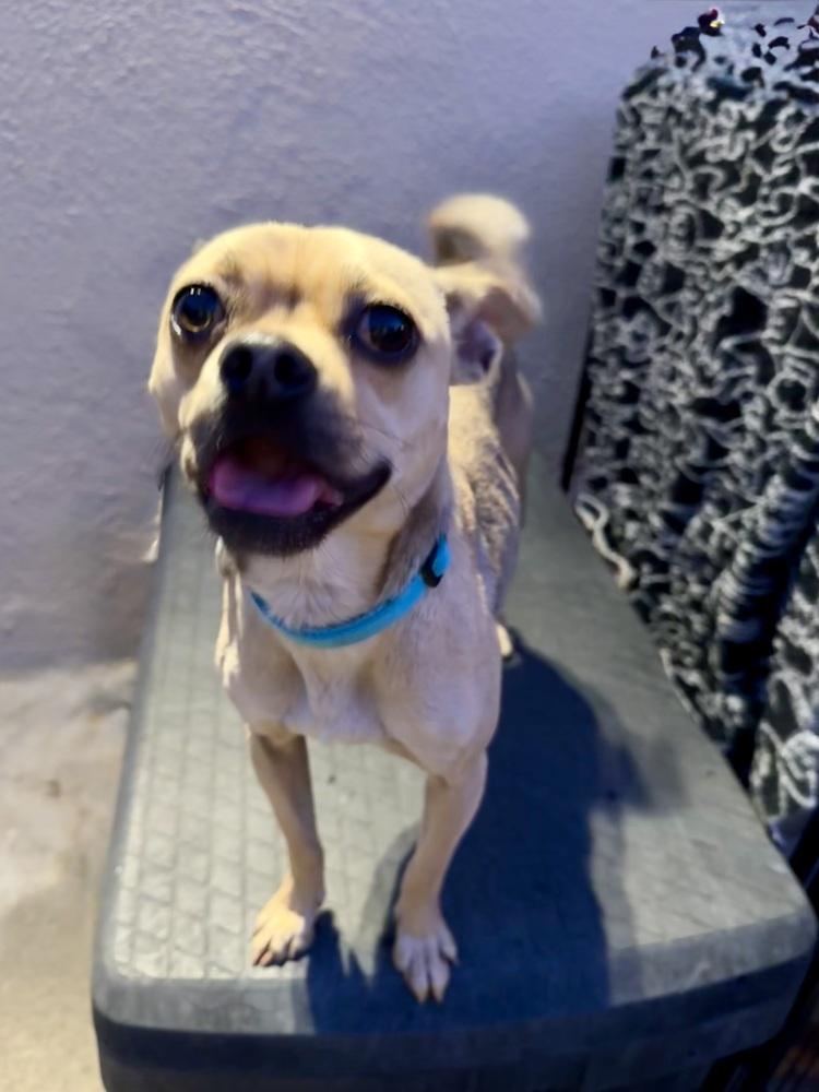 Sassy, a Adoptable mixed breed in San Diego, CA image 4/6