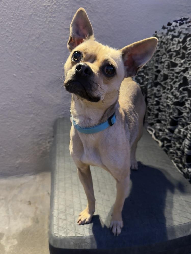 Sassy, a Adoptable mixed breed in San Diego, CA image 5/6