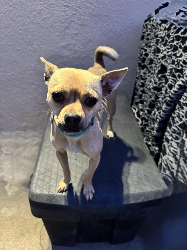Sassy, a Adoptable mixed breed in San Diego, CA image 6/6