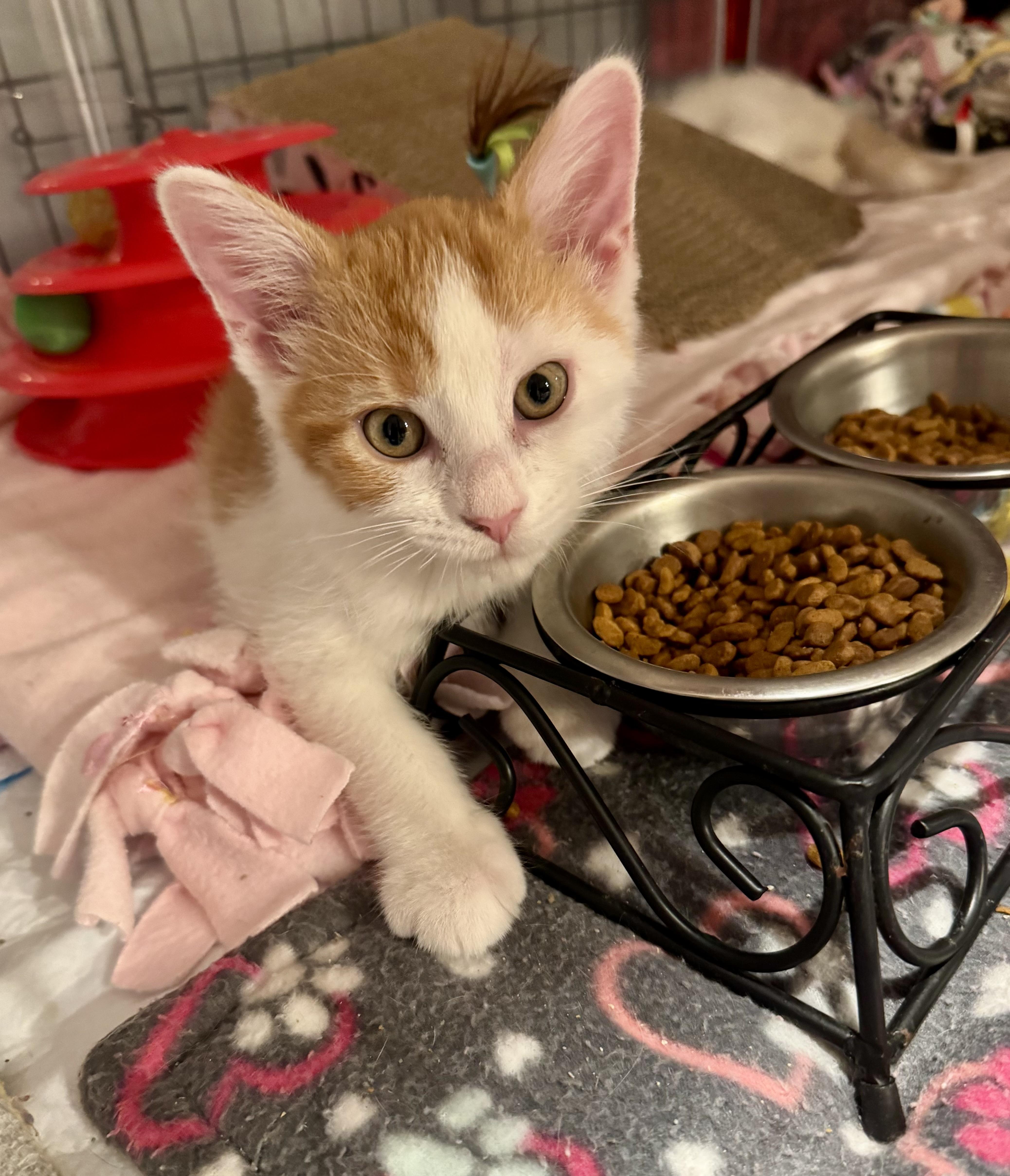 Elmer, a Adoptable Domestic Short Hair in East Amherst, NY image 4/5