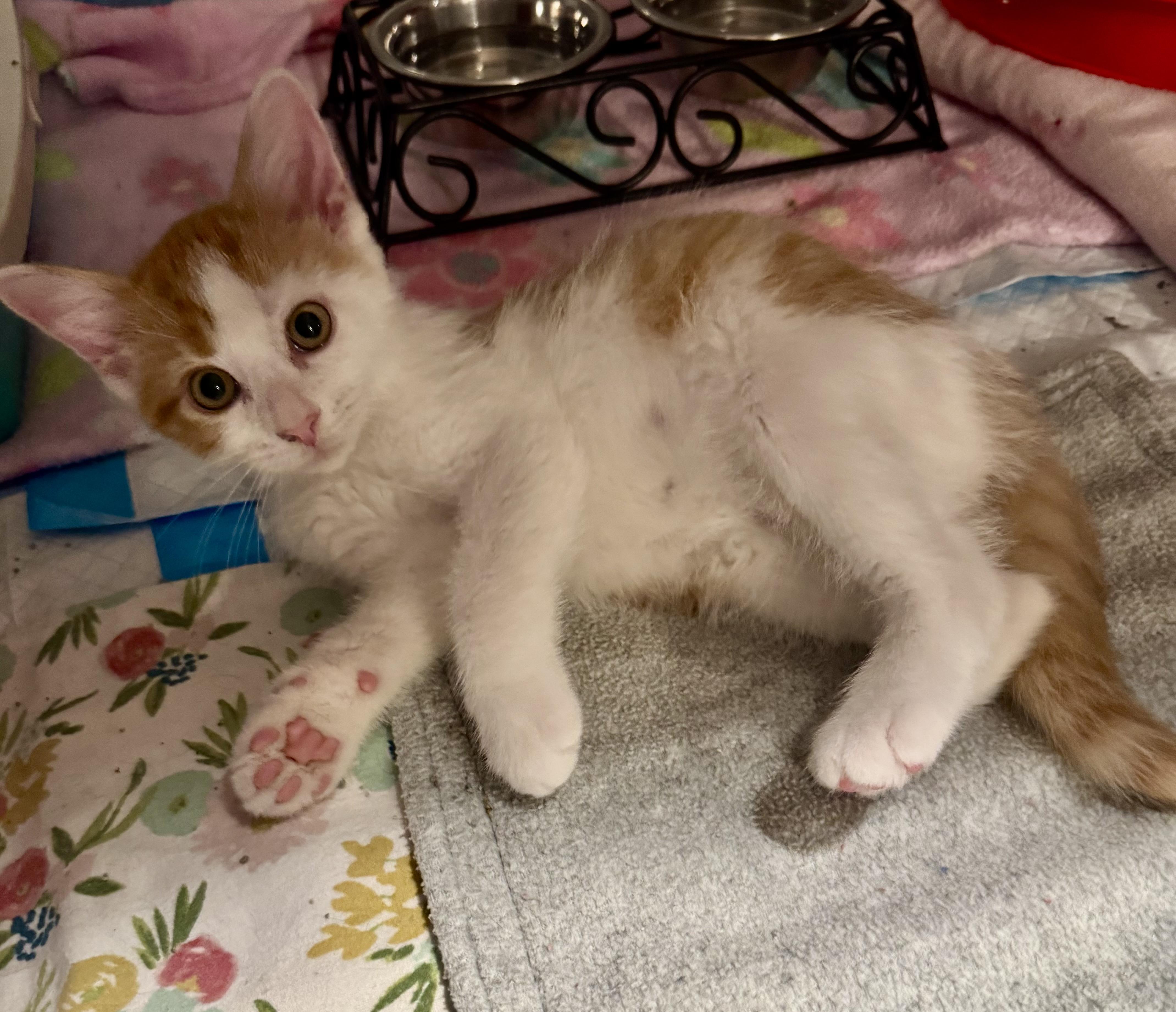 Elmer, a Adoptable Domestic Short Hair in East Amherst, NY image 5/5