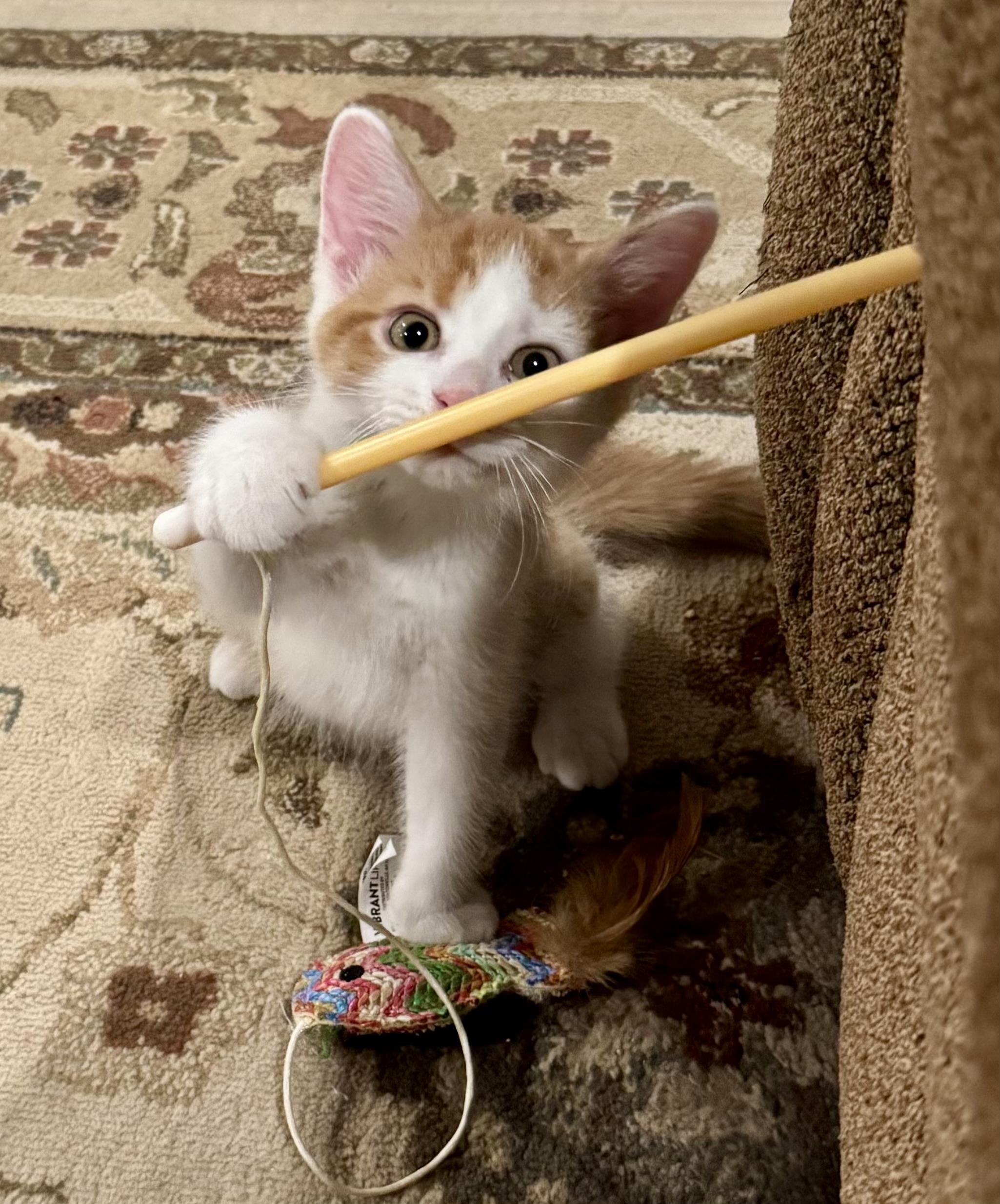 Elmer, a Adoptable Domestic Short Hair in East Amherst, NY image 3/5