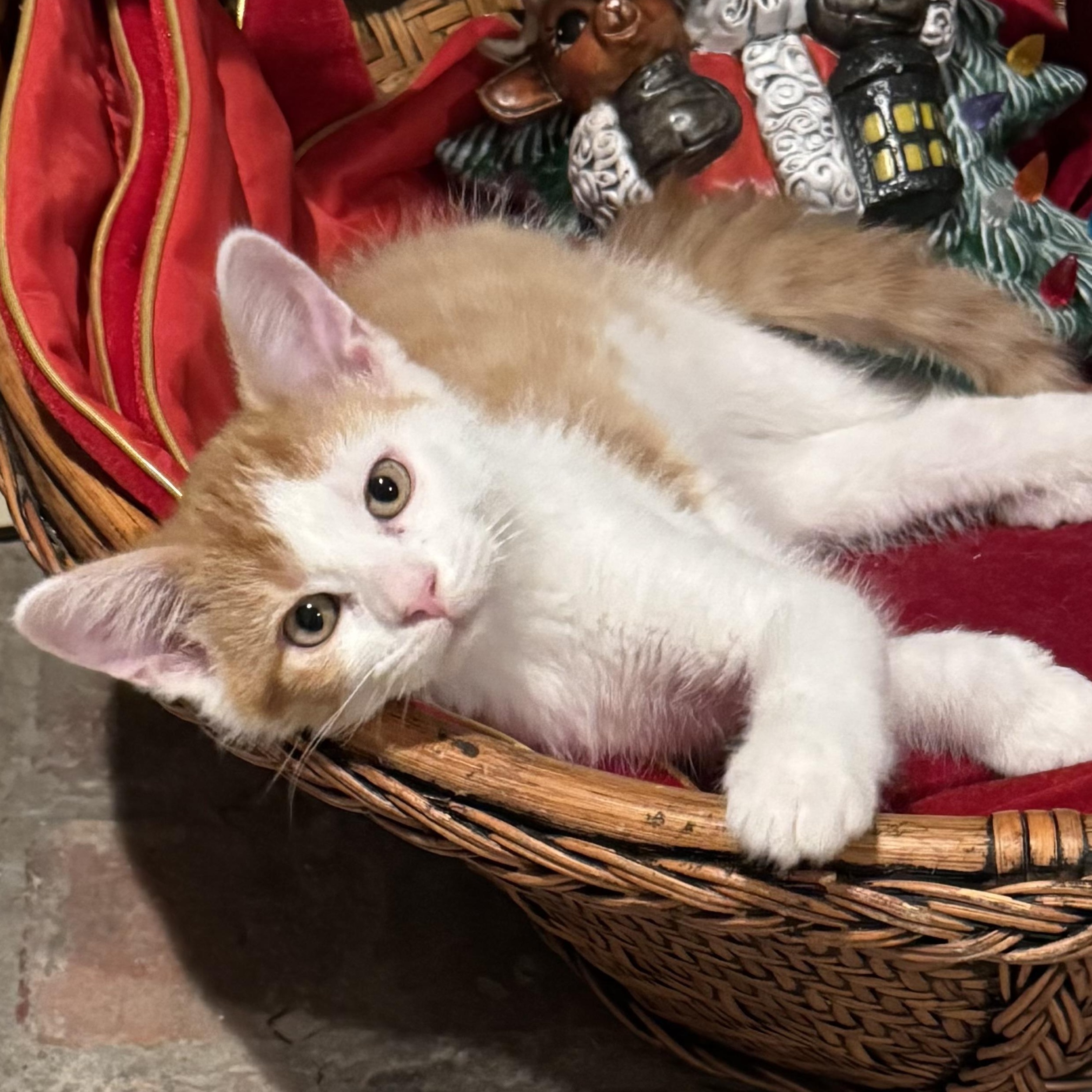 Elmer, a Adoptable Domestic Short Hair in East Amherst, NY image 2/5