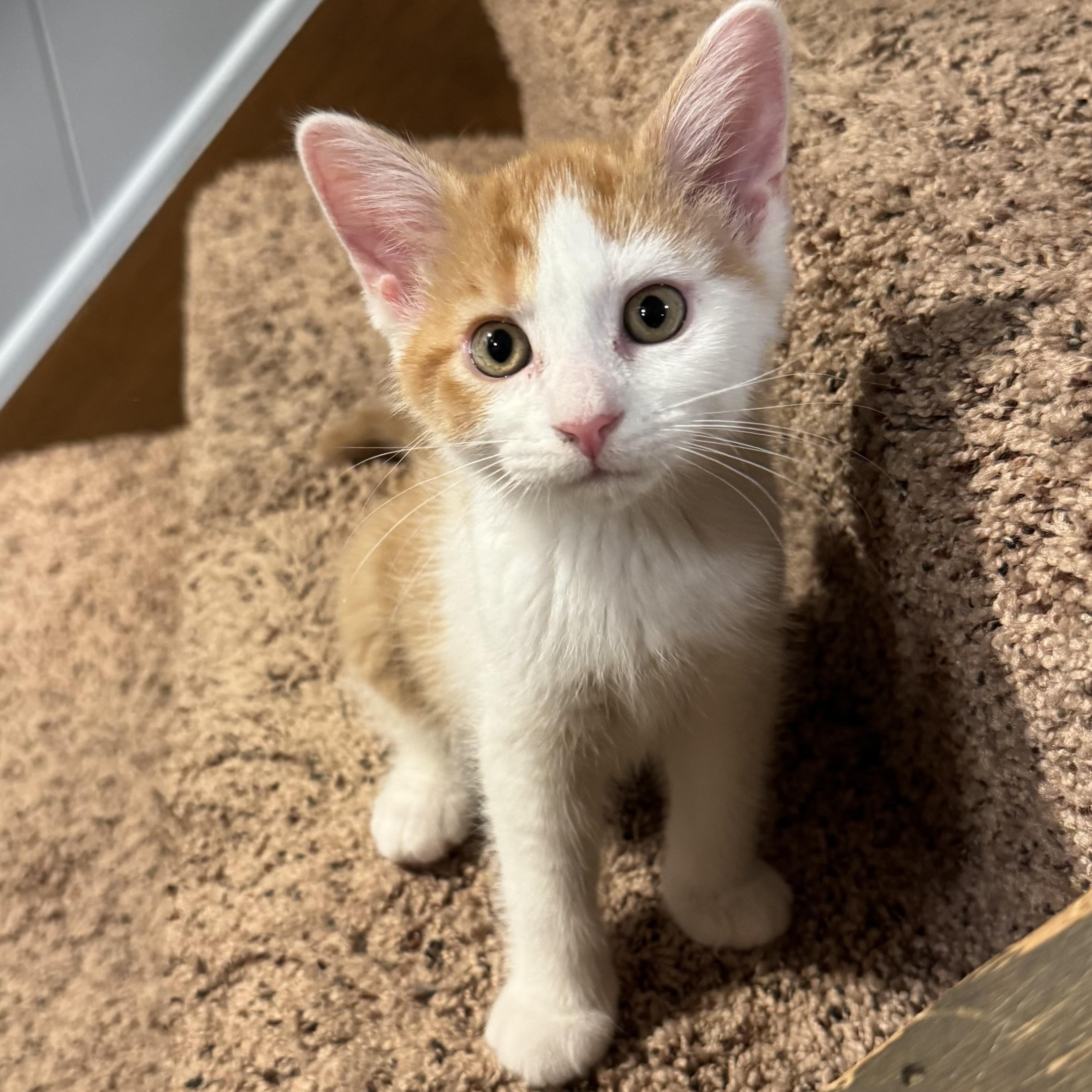 Elmer, a Adoptable Domestic Short Hair in East Amherst, NY image 1/5