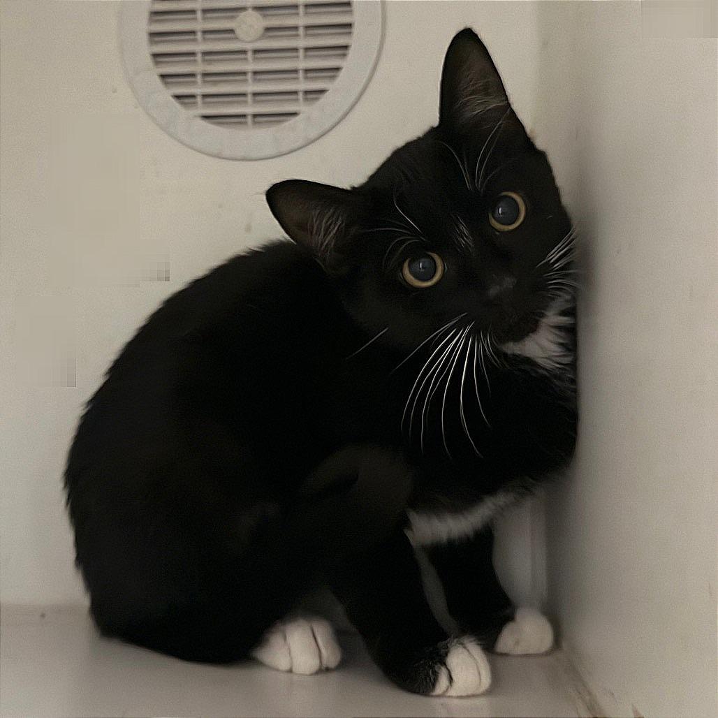 Enlarge Binx, a Adopted Domestic Short Hair in Clinton, IL image 1/1