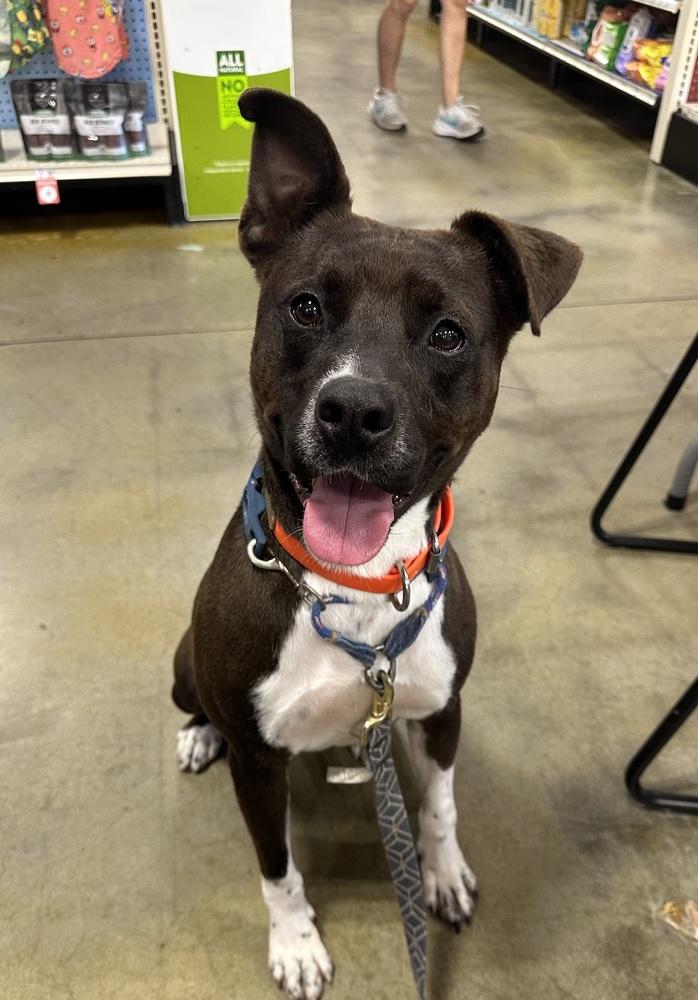 Enlarge Louis, a Adoptable mixed breed in Dawson, GA image 3/6