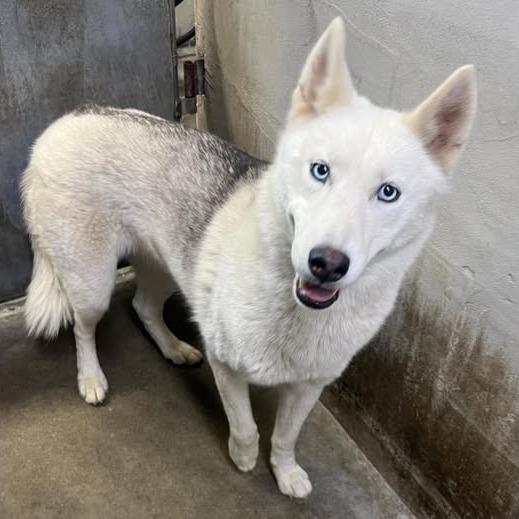 Enlarge 26-348, a Adoptable Husky in Los Banos, CA image 1/1