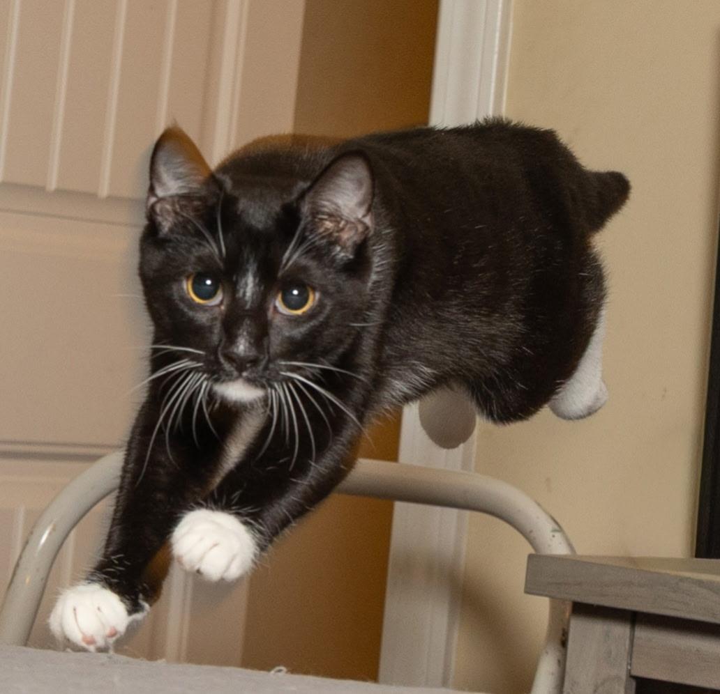 KITTEN LORD SOCK, Adoptable, Young Male Tuxedo.