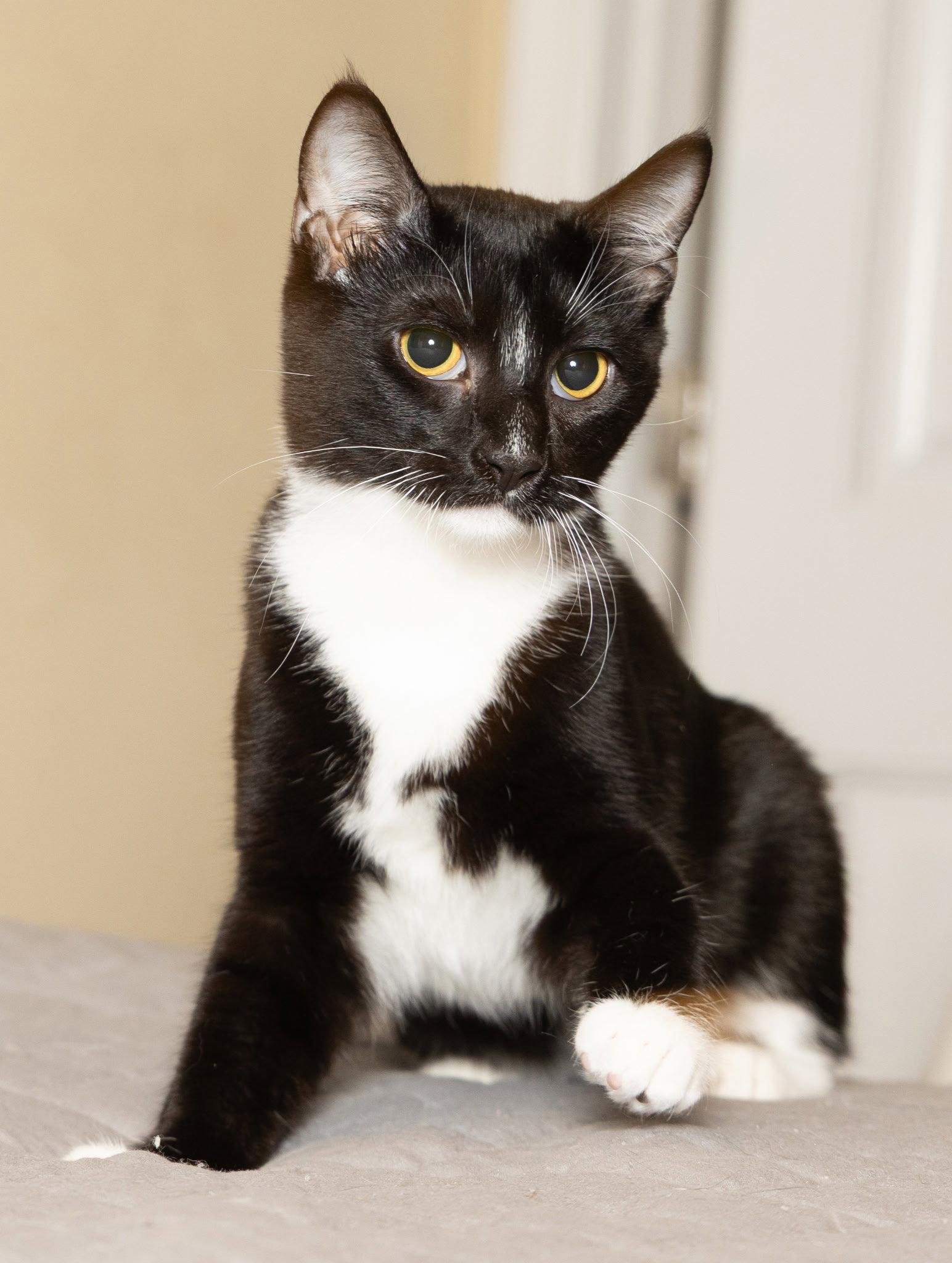 Enlarge KITTEN LORD SOCK, a Adoptable Tuxedo in Franklin, TN image 2/3