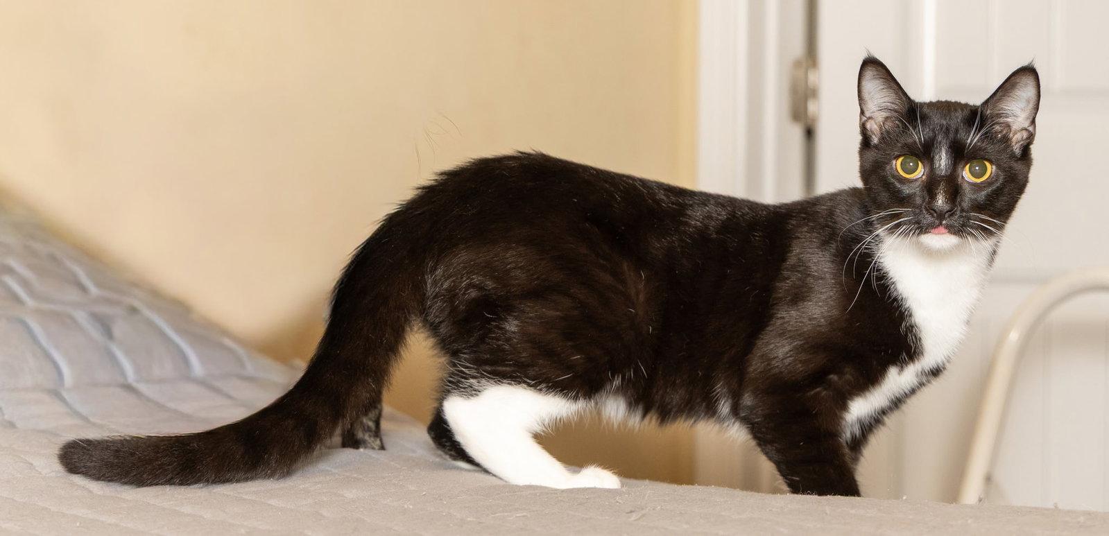 Enlarge KITTEN LORD SOCK, a Adoptable Tuxedo in Franklin, TN image 3/3