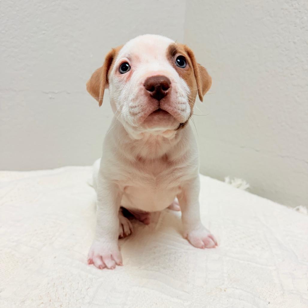 229 (2026) Polaris, Adoptable, Puppy Male Pit Bull Terrier.