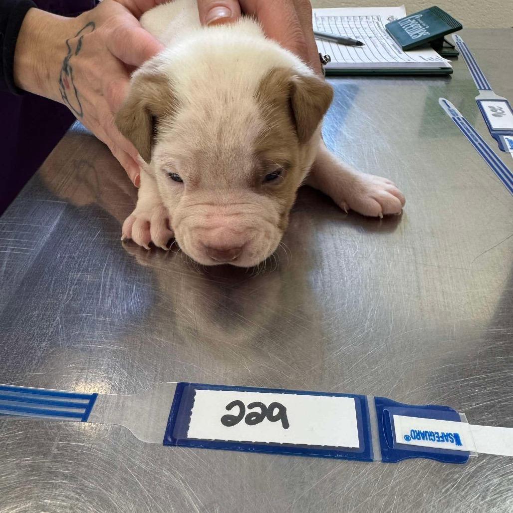 Enlarge 229 (2026) Polaris, a Adoptable mixed breed in Parker, CO image 2/5