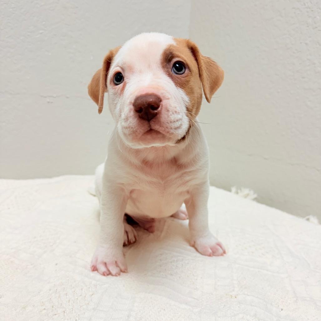 Enlarge 229 (2026) Polaris, a Adoptable mixed breed in Parker, CO image 3/5