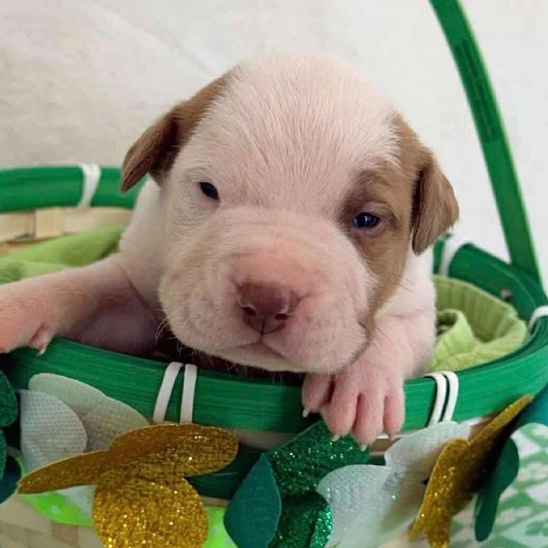 Enlarge 229 (2026) Polaris, a Adoptable mixed breed in Parker, CO image 4/5