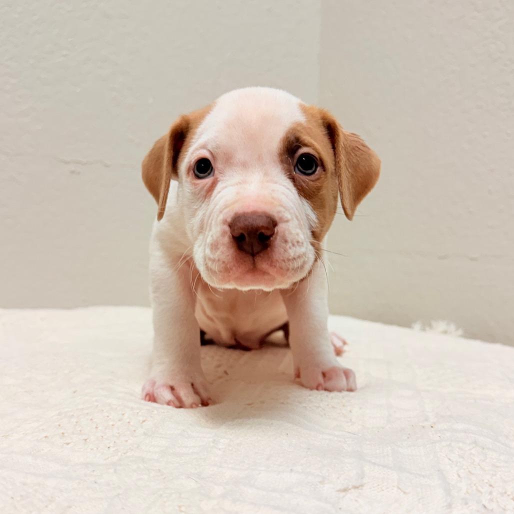 Enlarge 229 (2026) Polaris, a Adoptable mixed breed in Parker, CO image 5/5