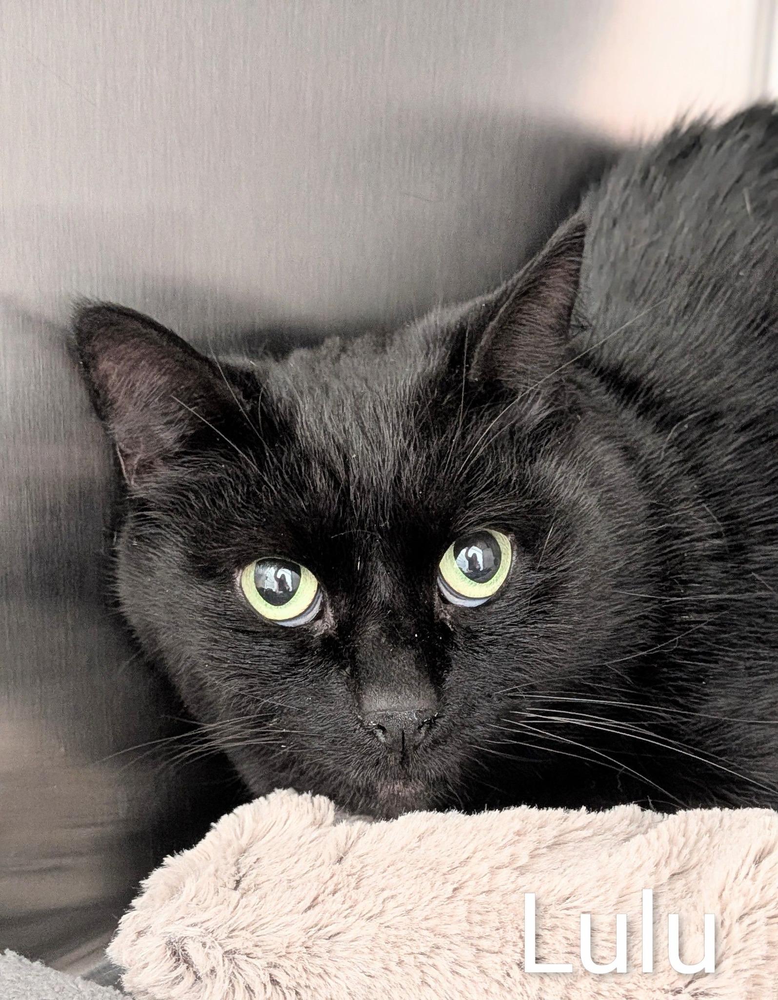 Lulu, ADOPTABLE, Adult Female Domestic Short Hair.
