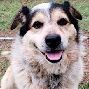 Enlarge Martin, a ADOPTABLE mixed breed in Chelmsford, MA image 1/5
