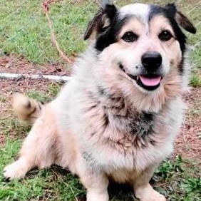 Enlarge Martin, a ADOPTABLE mixed breed in Chelmsford, MA image 2/5