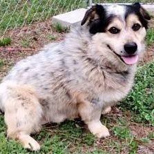 Enlarge Martin, a ADOPTABLE mixed breed in Chelmsford, MA image 3/5