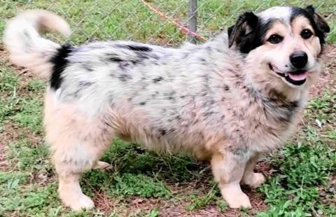 Enlarge Martin, a ADOPTABLE mixed breed in Chelmsford, MA image 5/5