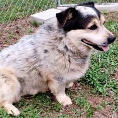 Enlarge Martin, a ADOPTABLE mixed breed in Chelmsford, MA image 4/5