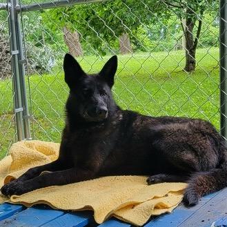 Tom Lee, Adoptable, Adult Male German Shepherd Dog.