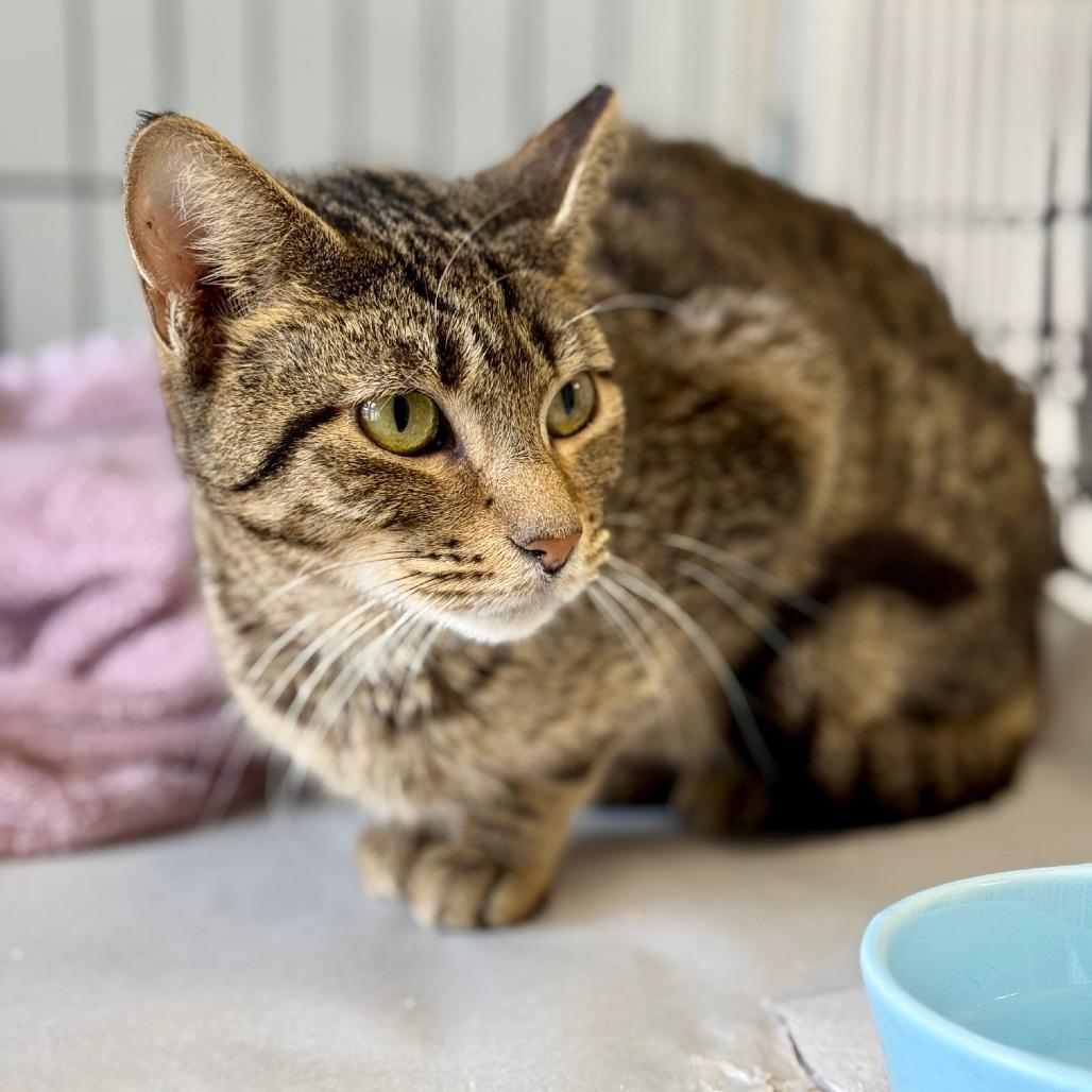 Enlarge Kimchi, a Adoptable Domestic Short Hair in East Hampton, NY image 1/6