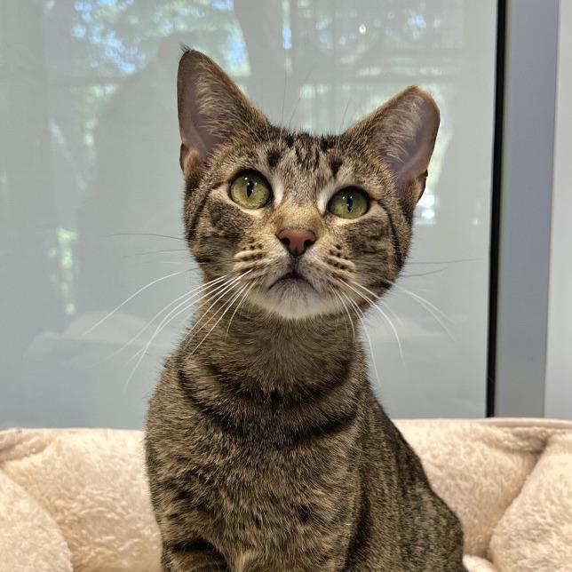 Enlarge Kimchi, a Adoptable Domestic Short Hair in East Hampton, NY image 2/6