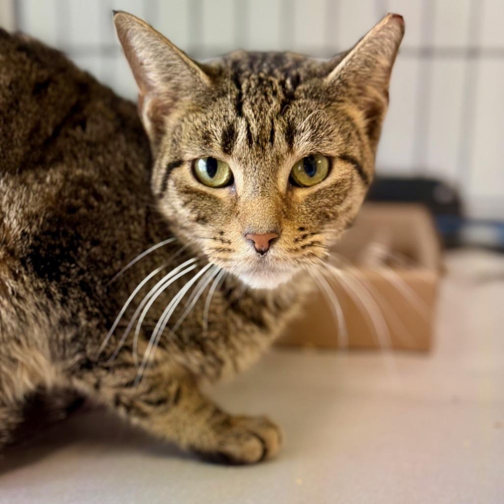 Enlarge Kimchi, a Adoptable Domestic Short Hair in East Hampton, NY image 3/6