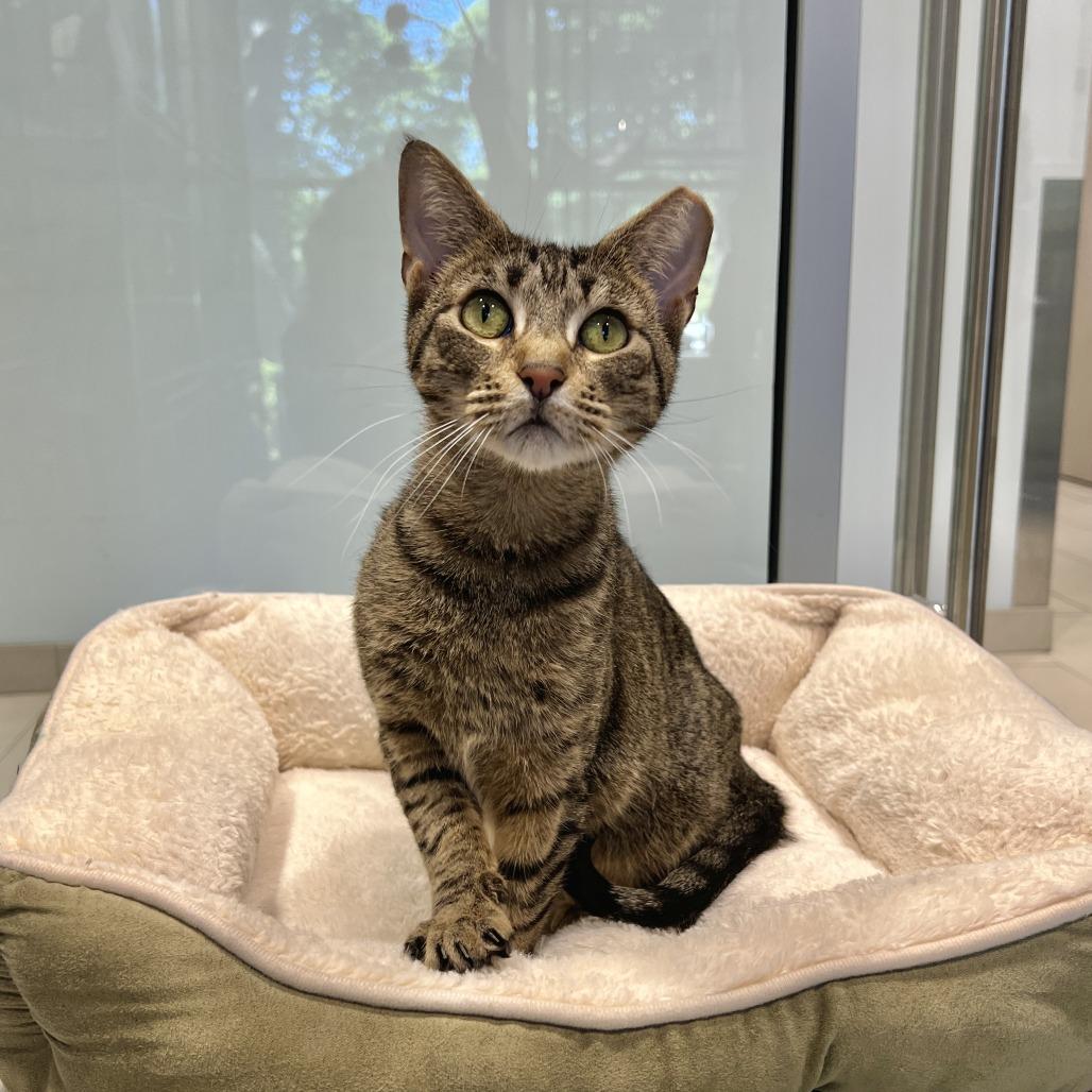 Enlarge Kimchi, a Adoptable Domestic Short Hair in East Hampton, NY image 4/6