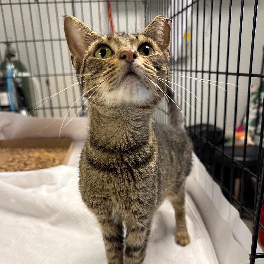 Enlarge Kimchi, a Adoptable Domestic Short Hair in East Hampton, NY image 5/6