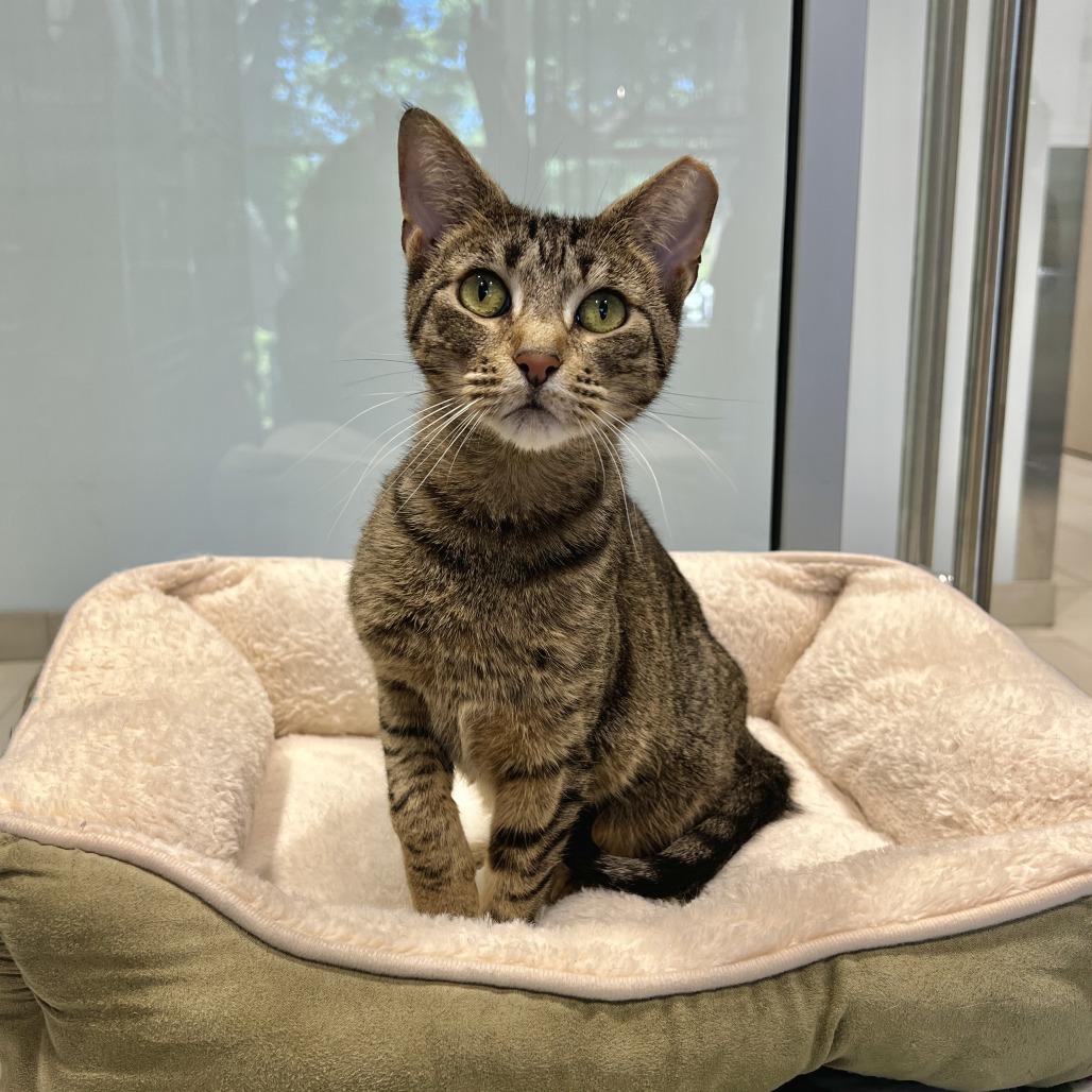Enlarge Kimchi, a Adoptable Domestic Short Hair in East Hampton, NY image 6/6